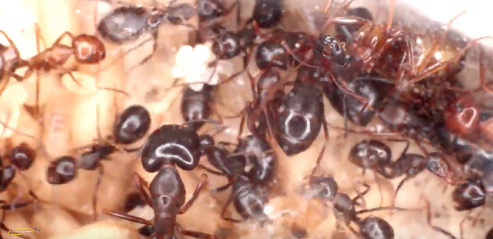 Camponotus largiceps